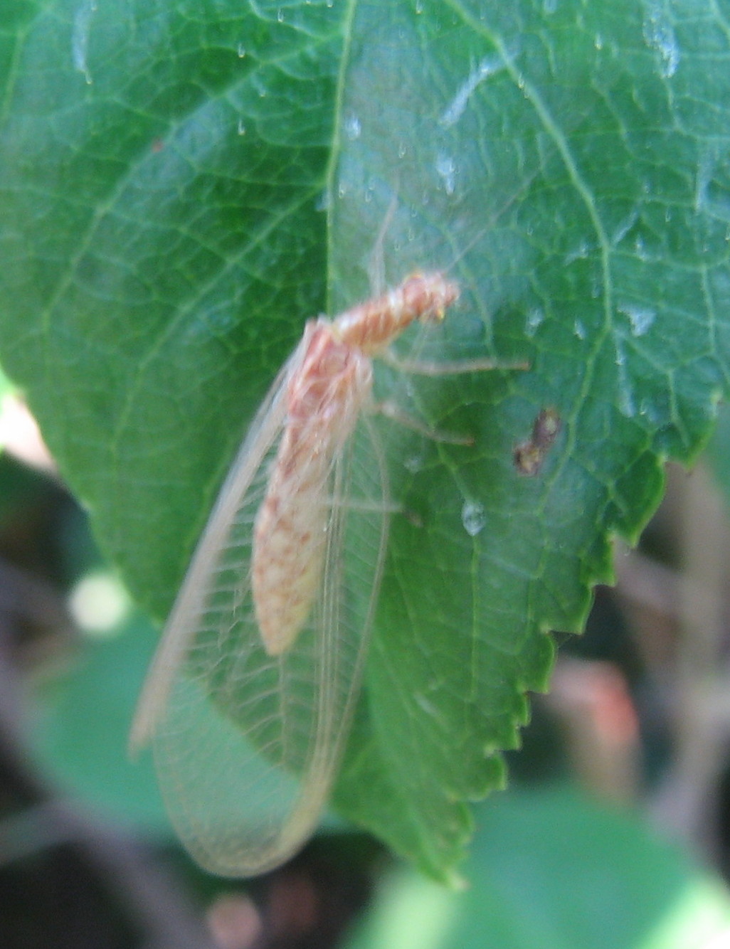 Chrysoperla in diapausa